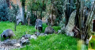 Les Animaux de Mariano