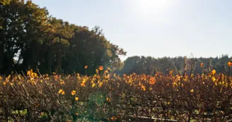 Paysage de vignes -Automne- Paysage de vignes -Automne-
