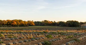 Champs de lavandes - Automne Champs de lavandes - Automne