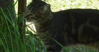 La Souste de Jean Chat