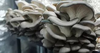 Delifungi - Champignons et produits dérivés du champignon