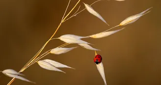 christelleboninn-ladybug
