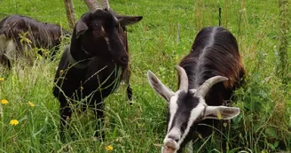 chèvre drôle de tête chèvre drôle de tête