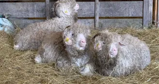 Chèvre angora