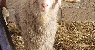 chèvre angora