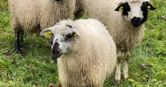 Moutons