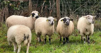 Moutons