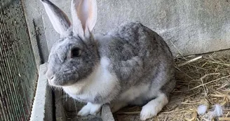 Lapin