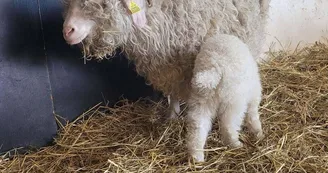 Chèvre angora