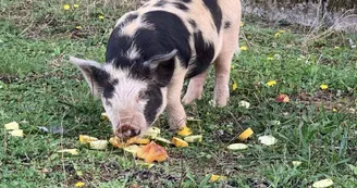 Cochon Kune kune