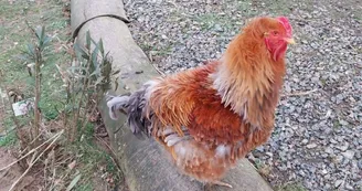 Poules