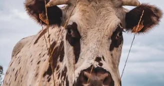 Vache Vache