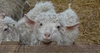 La Grange au Mohair - Bernesq