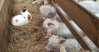 La Grange au Mohair - Bernesq