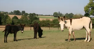 Equus Asinus Equus Asinus