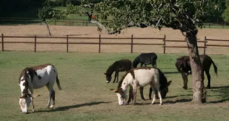 Equus Asinus Equus Asinus
