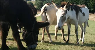 Equus Asinus Equus Asinus