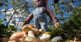 Récolte du jardin 