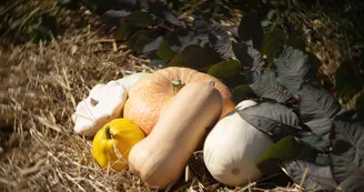Récolte du jardin 