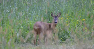 La Grande Savane - Saint-Paul-le-Gaultier - faune et flore La Grande Savane - Saint-Paul-le-Gaultier - faune et flore