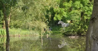 Etang La Bourrelière_Mareil sur Loir Etang La Bourrelière_Mareil sur Loir
