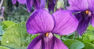 Violettes