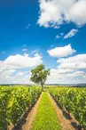 Gravel de la Sioule et du Vignoble