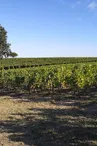 Parcours connecté Baludik : La malédiction des farfadets - Vallée du Layon_1