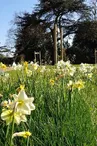 jardin-la-pommeraye