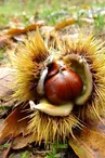 Les fruits de Rimande