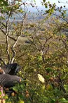 Accrobranche en terrain d'aventure - Grimpe d'arbres