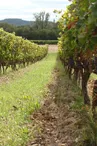 Domaine des Louanes