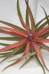 Liloo, plantes Epiphytes