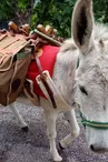 Partez avec les ânes de Camin'âne