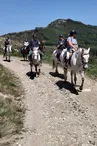 Écuries des Lauzières - Promenades équestres