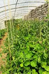 GAEC La Ferme du Bouveironnet