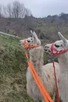 Lamas de là-bas - Balades ludiques et pédagogiques