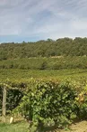 Cave Texier