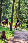 Pension équestre et travail - Domaine de Fontcouverte