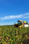 Gaec Domaine des Champs- Vermeil