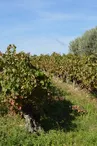 Domaine de Cousignac - aire de service camping-car