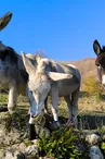 Escapade Pays'âne - Randonnée avec un âne