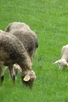 La Ferme Bobon