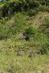 Pelouses calcaires d'Apach et de Merschweiller
