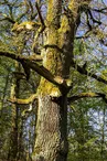 Arbre des sorcières
