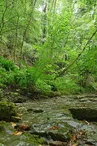 La forêt du buis