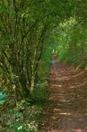 Forêt de l'altenberg
