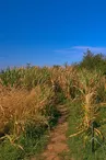 Vigy labyrinthe