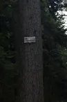 Pin weymout