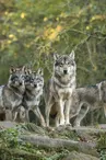 Parc animalier de Sainte-Croix
